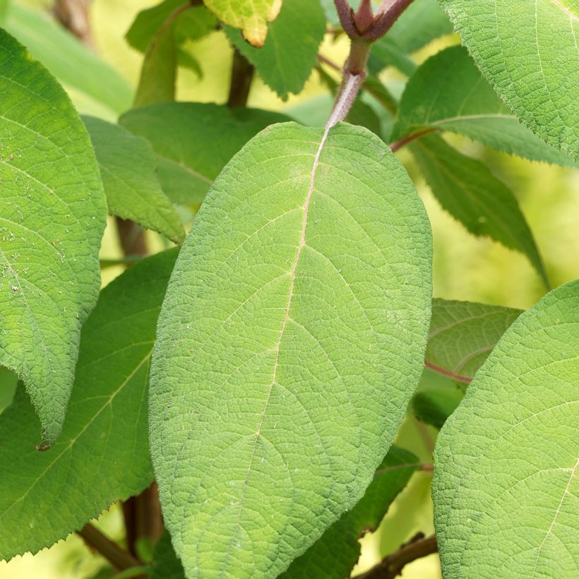 Hydrangea aspera subsp. sargentiana Goldrush (Foliage)