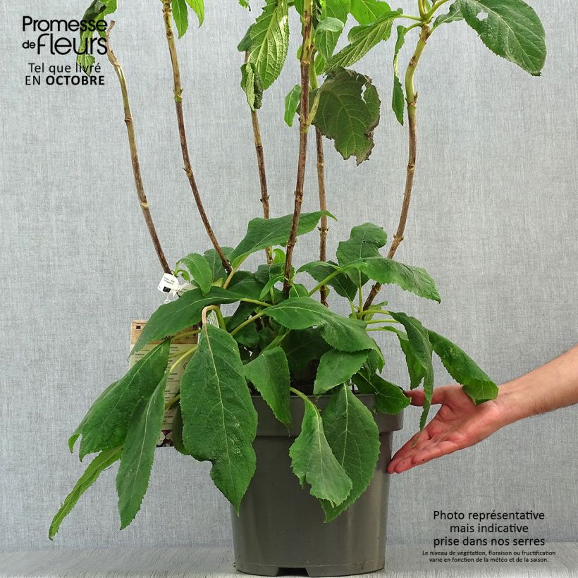 Hydrangea aspera Macrophylla 7.5L/10L pot sample as delivered in autumn