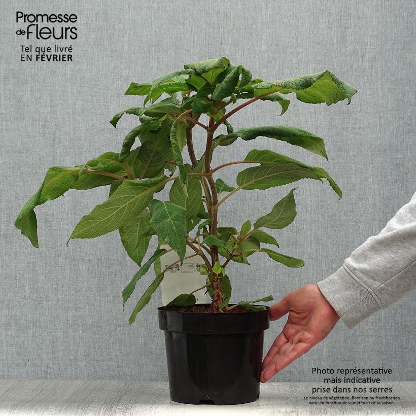 Hydrangea aspera Macrophylla 2L/3L pot sample as delivered in autumn