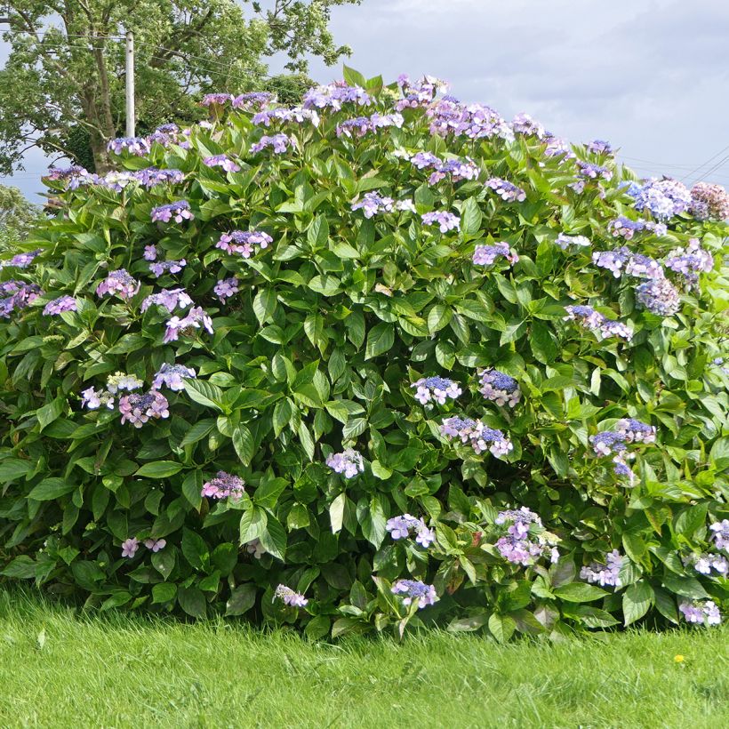 Hydrangea aspera Macrophylla (Plant habit)