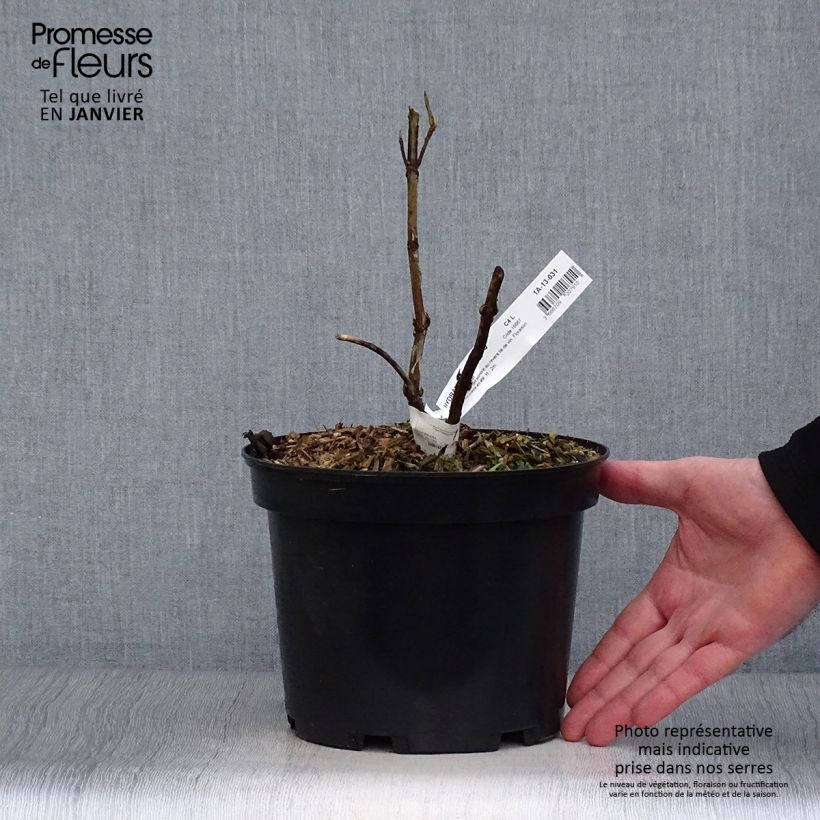 Hydrangea aspera Rosemary Foster 4L/5L pot sample as delivered in winter