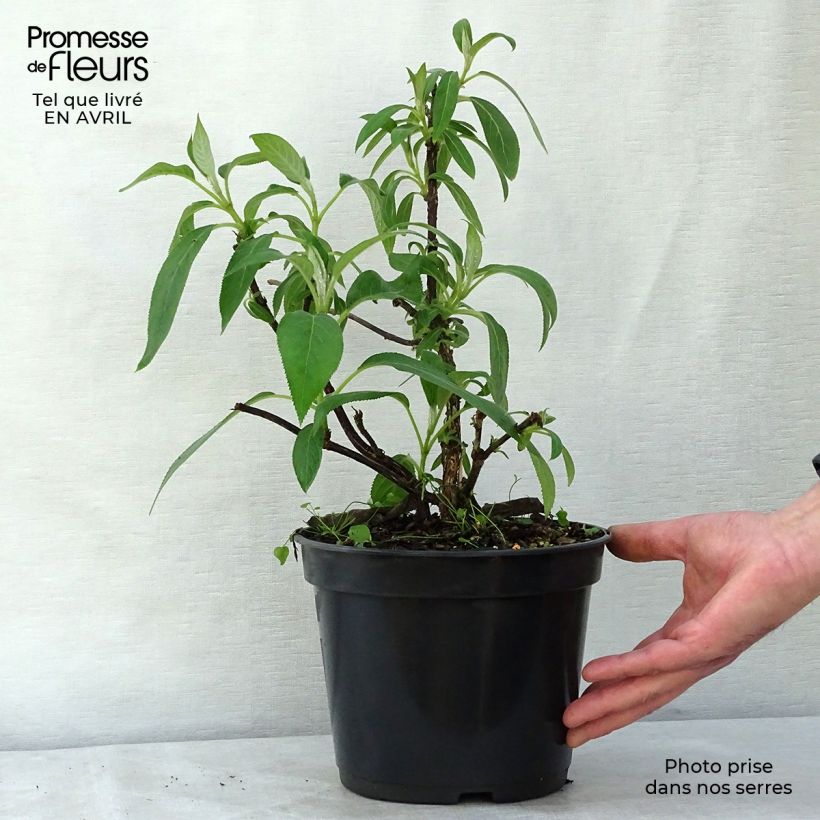 Hydrangea aspera Villosa 3L/4L pot sample as delivered in spring