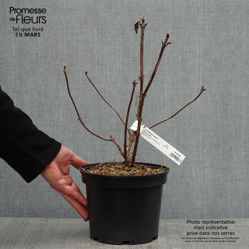 Hydrangea aspera Velvet & Lace 4L/5L pot sample as delivered in spring