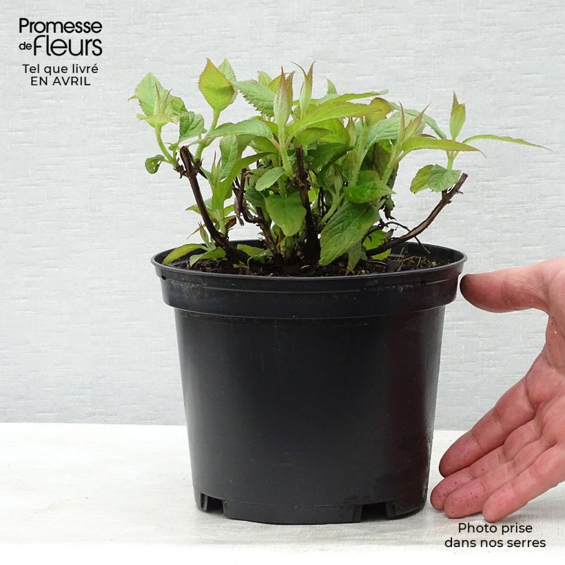 Hydrangea involucrata - Bracted Hydrangea 2L/3L pot sample as delivered in spring