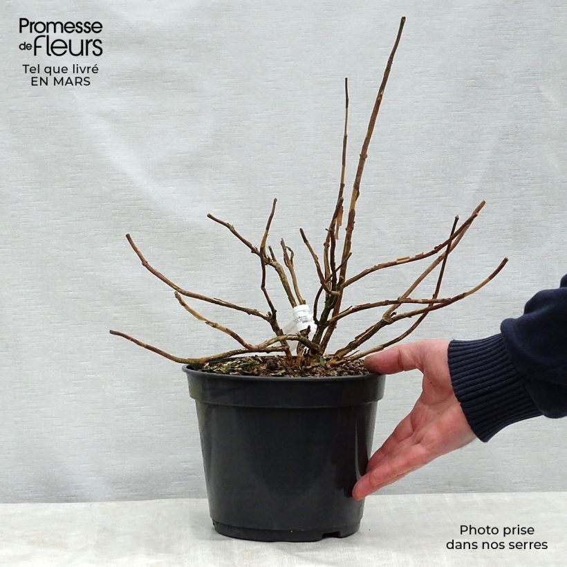 Hydrangea involucrata Late Love 3L/4L pot sample as delivered in spring