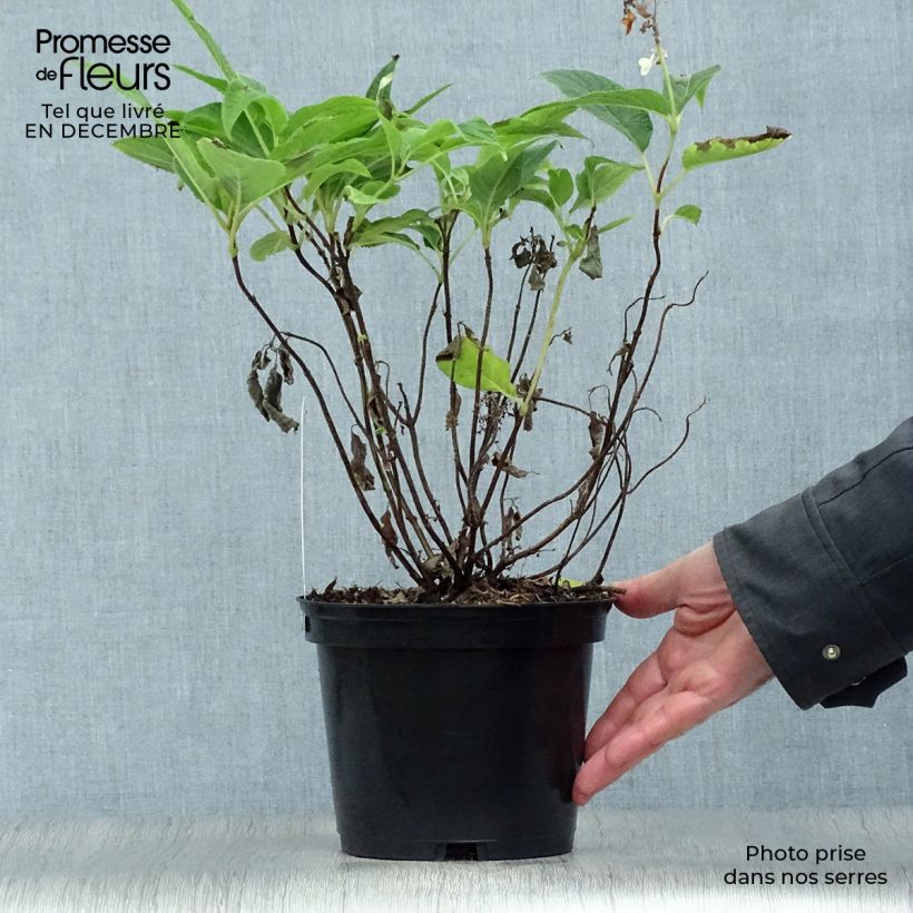 Hydrangea involucrata - Bracted Hydrangea 2L/3L pot sample as delivered in winter