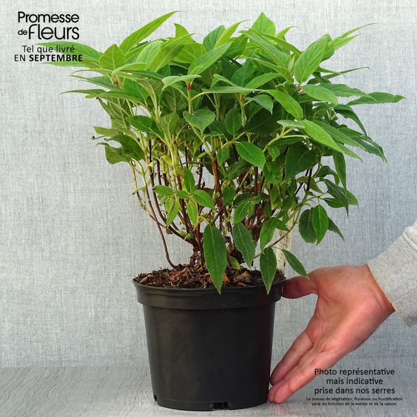 Hydrangea involucrata - Bracted Hydrangea 2L/3L pot sample as delivered in autumn