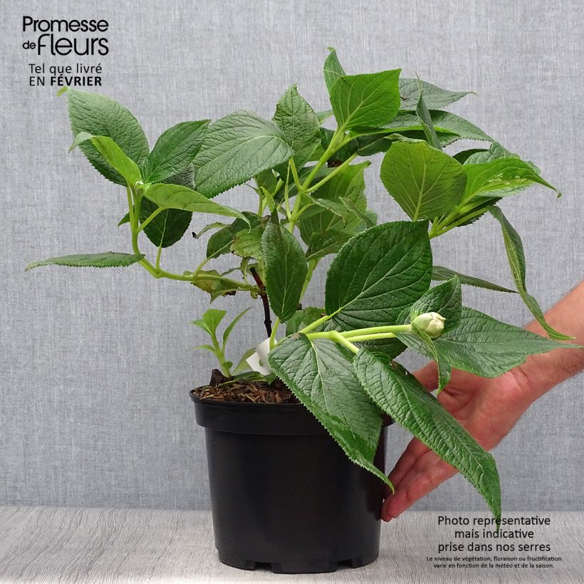 Hydrangea involucrata Yoraku Tama 4L/5L pot sample as delivered in autumn