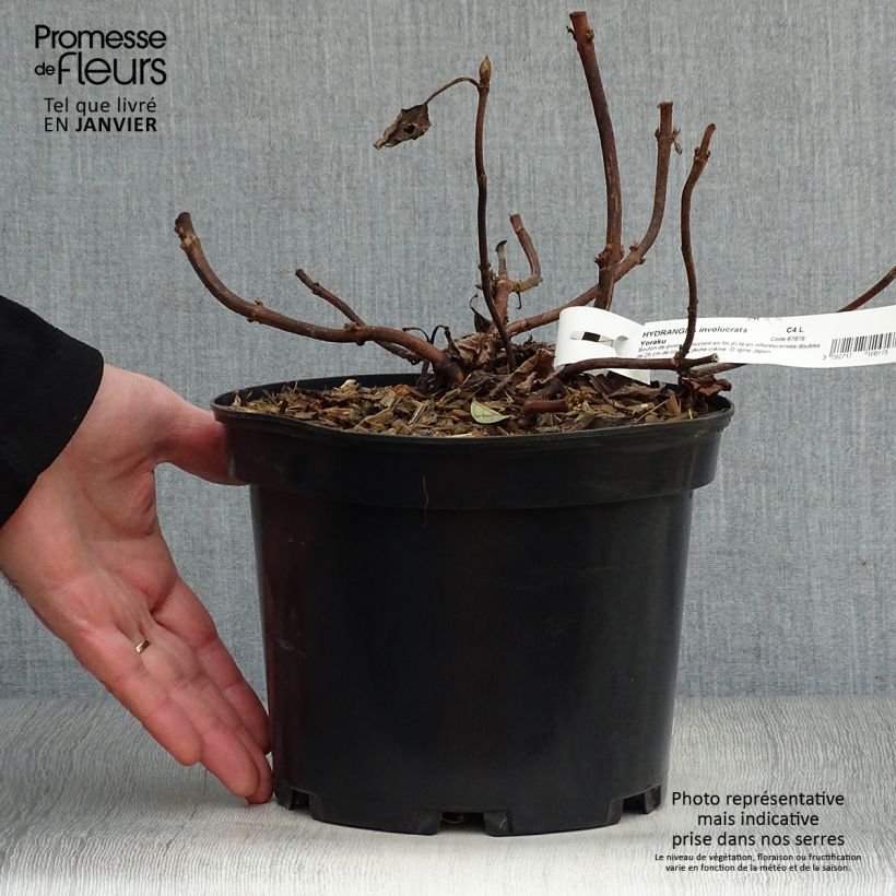 Hydrangea involucrata Yoraku Tama 4L/5L pot sample as delivered in winter
