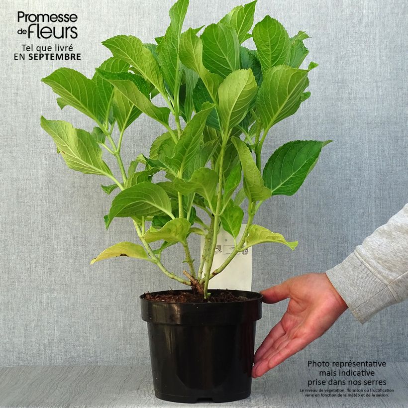 Hydrangea macrophylla Ayesha 2L/3L pot sample as delivered in autumn