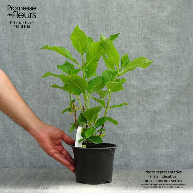 Hydrangea macrophylla Ayesha 2L/3L pot, Bush sample as delivered in summer