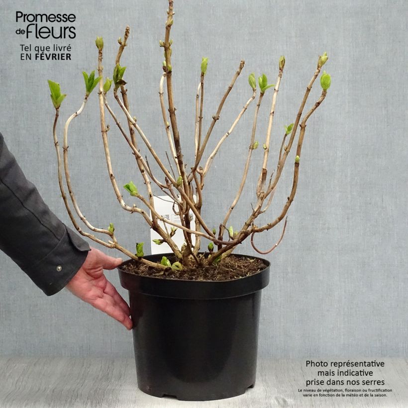 Hydrangea macrophylla Ayesha 7.5L/10L pot sample as delivered in winter