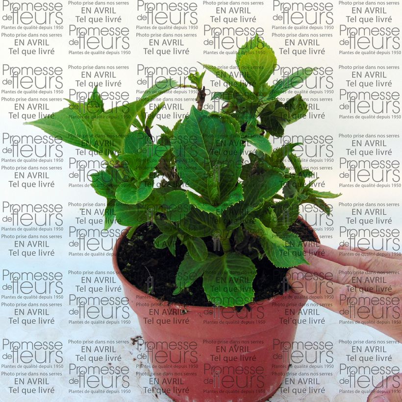 Example of Hydrangea macrophylla Baron Pourpre 2L/3L pot specimen as delivered