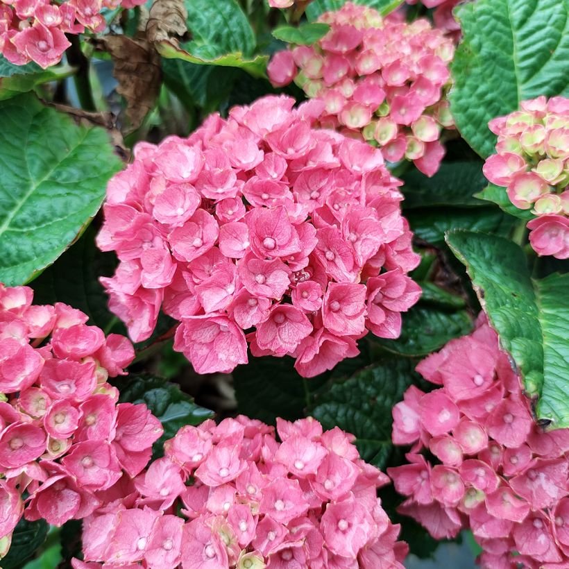 Hydrangea macrophylla Red Baron (Flowering)