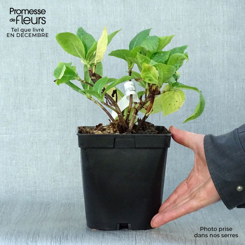 Hydrangea macrophylla Beauté Vendômoise 2L/3L pot sample as delivered in winter