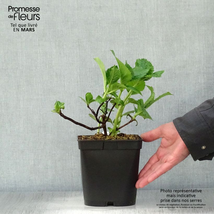 Hydrangea macrophylla Beauté Vendômoise 2L/3L pot sample as delivered in spring