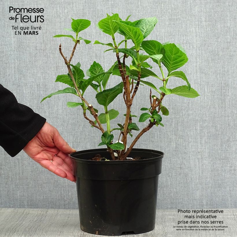 Hydrangea macrophylla Beautensia Dali 4L/5L pot sample as delivered in spring