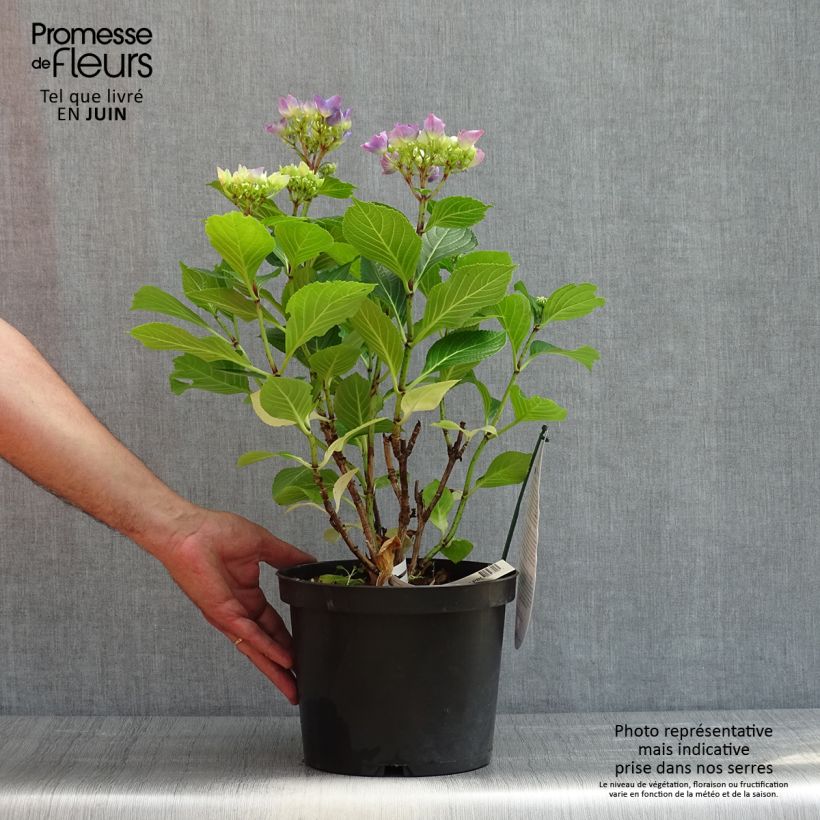 Hydrangea macrophylla Beautensia Spike 4L/5L pot sample as delivered in spring