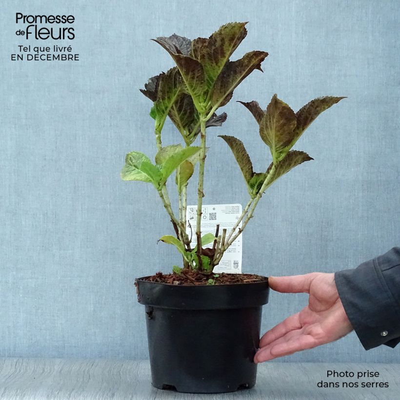 Hydrangea macrophylla Belle Séduction 3L/4L pot sample as delivered in winter