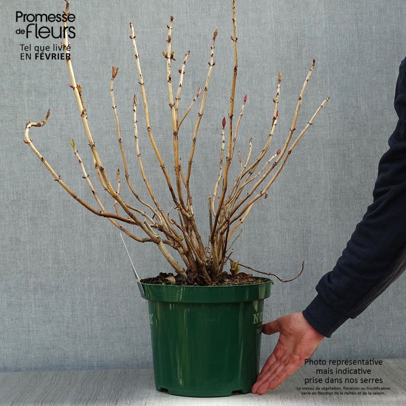Hydrangea macrophylla Belle Séduction 7.5L/10L pot sample as delivered in winter