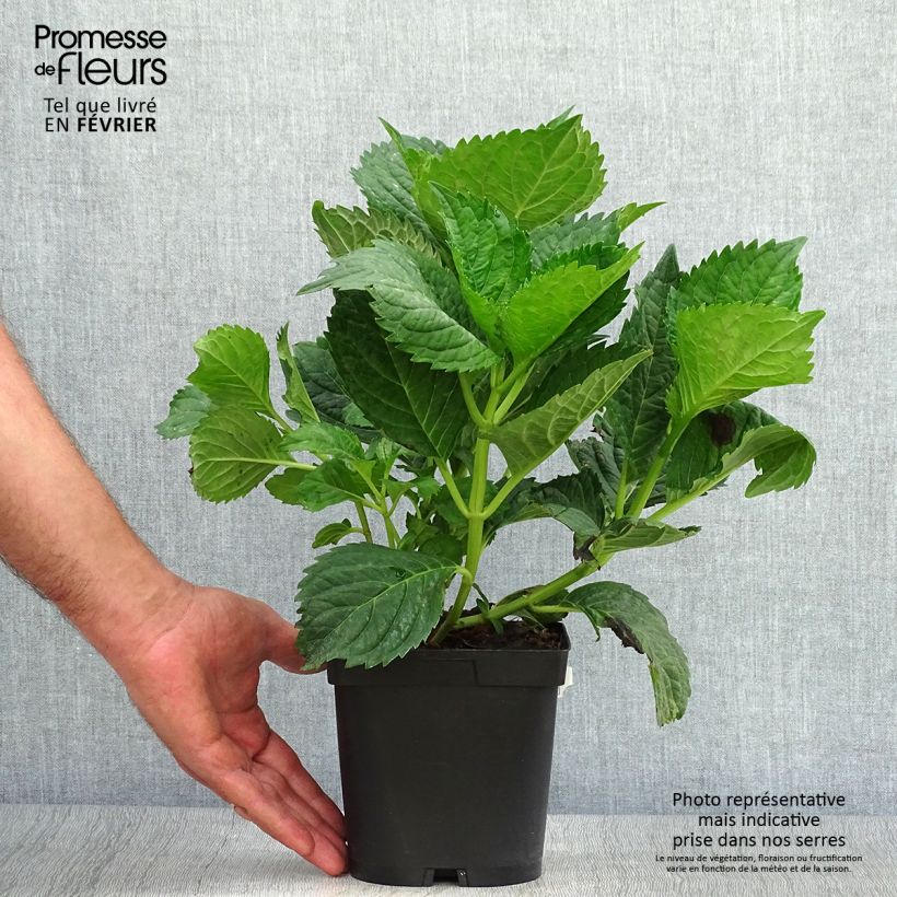 Hydrangea macrophylla Benelux (blue) 2L/3L pot sample as delivered in autumn
