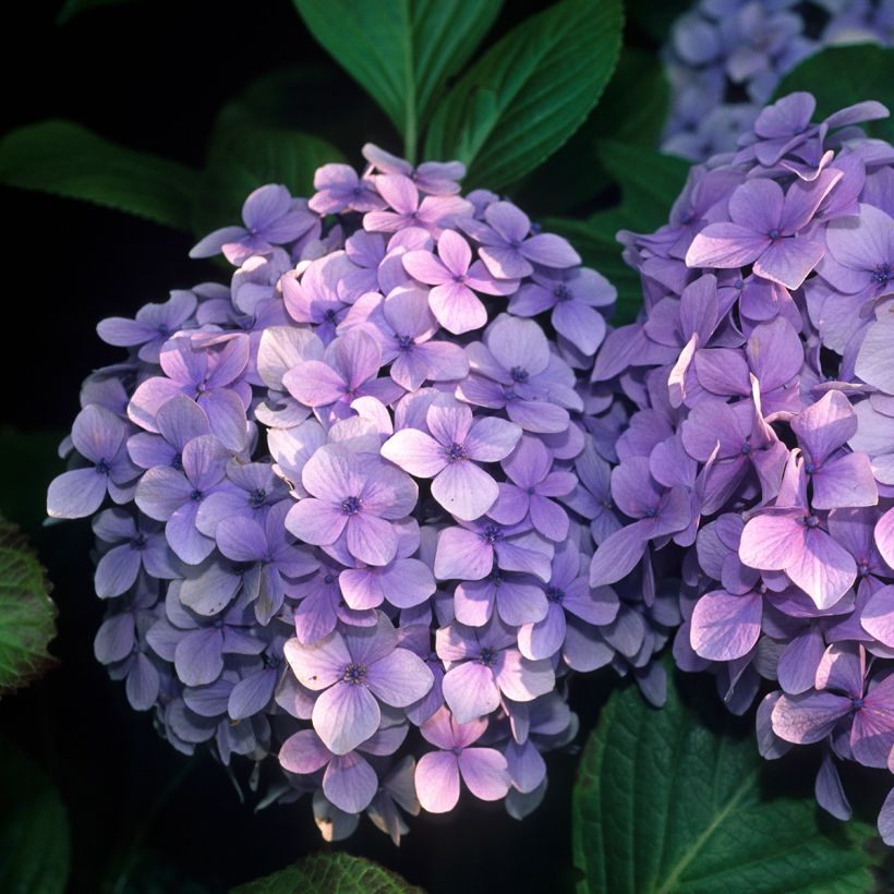 Hydrangea macrophylla Benelux (blue) (Flowering)