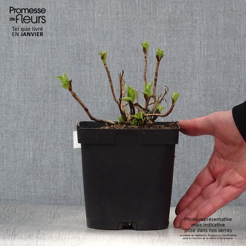 Hydrangea macrophylla Big Data Pink 2L/3L pot sample as delivered in winter