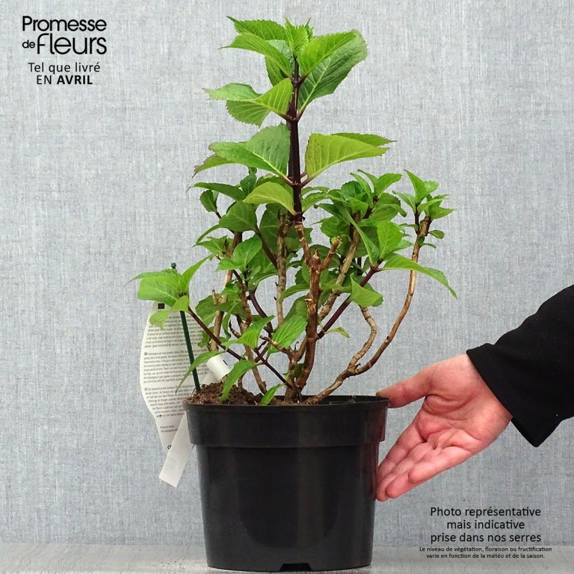 Hydrangea macrophylla Black Steel Purple 4L/5L pot sample as delivered in spring