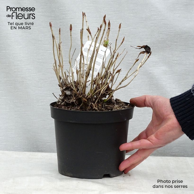 Hydrangea macrophylla Blauer Prinz 2L/3L pot sample as delivered in winter