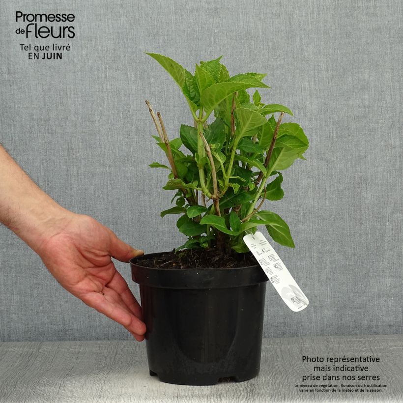 Hydrangea macrophylla Blauer Zwerg 2L/3L pot sample as delivered in spring