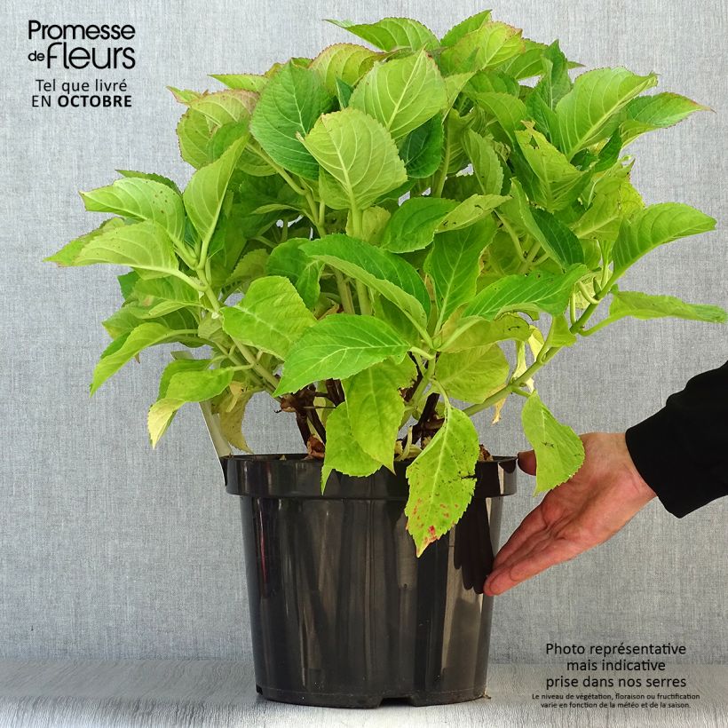 Hydrangea macrophylla Blaumeise 7.5L/10L pot sample as delivered in autumn