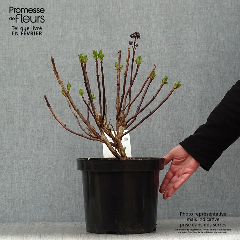 Hydrangea macrophylla Blaumeise 7.5L/10L pot sample as delivered in winter