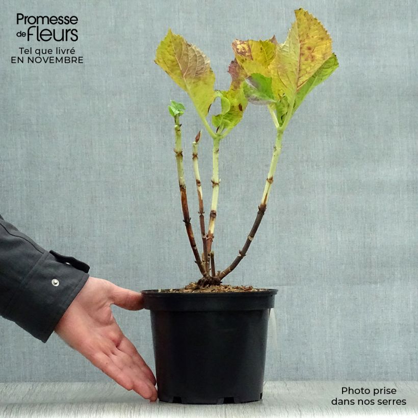 Hydrangea macrophylla Blaumeise 2L/3L pot sample as delivered in autumn