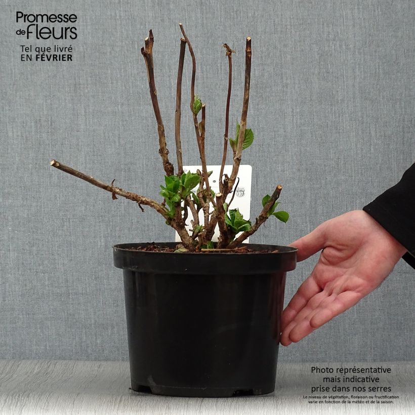 Hydrangea macrophylla Blue Sky 4L/5L pot sample as delivered in winter