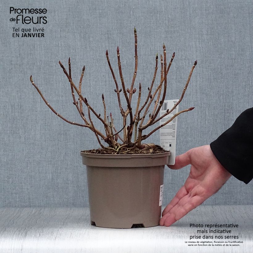 Hydrangea macrophylla Blue Wave 2L/3L pot sample as delivered in winter