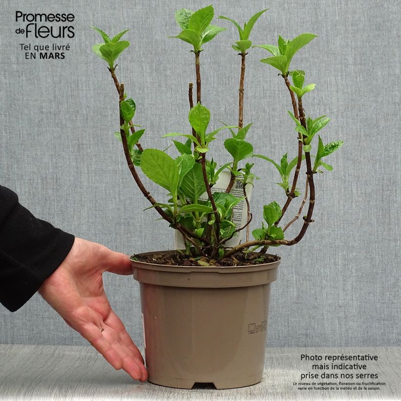 Hydrangea macrophylla Blue Wave 2L/3L pot sample as delivered in spring