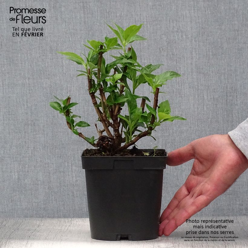 Hydrangea macrophylla Bodensee 2L/3L pot sample as delivered in autumn