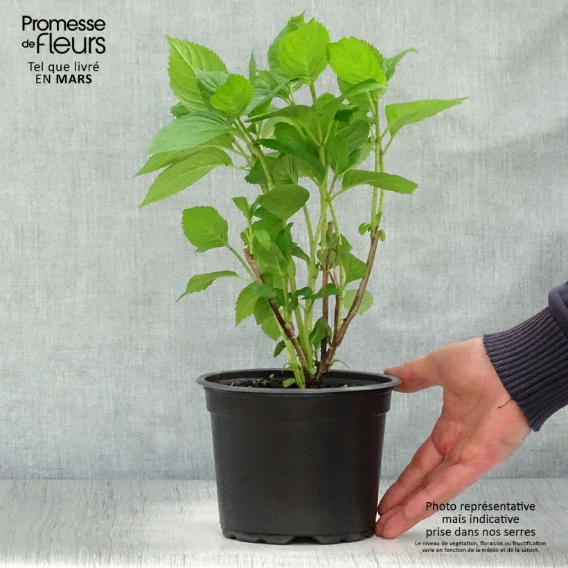 Hydrangea macrophylla Bouquet Rose 2L/3L pot sample as delivered in spring