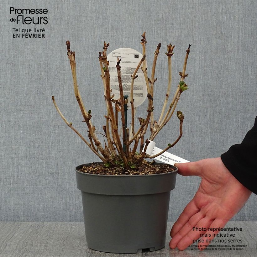 Example of Hydrangea macrophylla Caipirinha 2L/3L pot as you get in hiver
