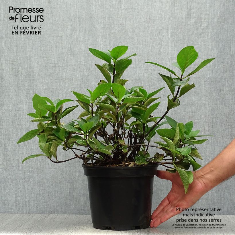 Hydrangea macrophylla Rendez-Vous Choco Chic 4L/5L pot sample as delivered in autumn