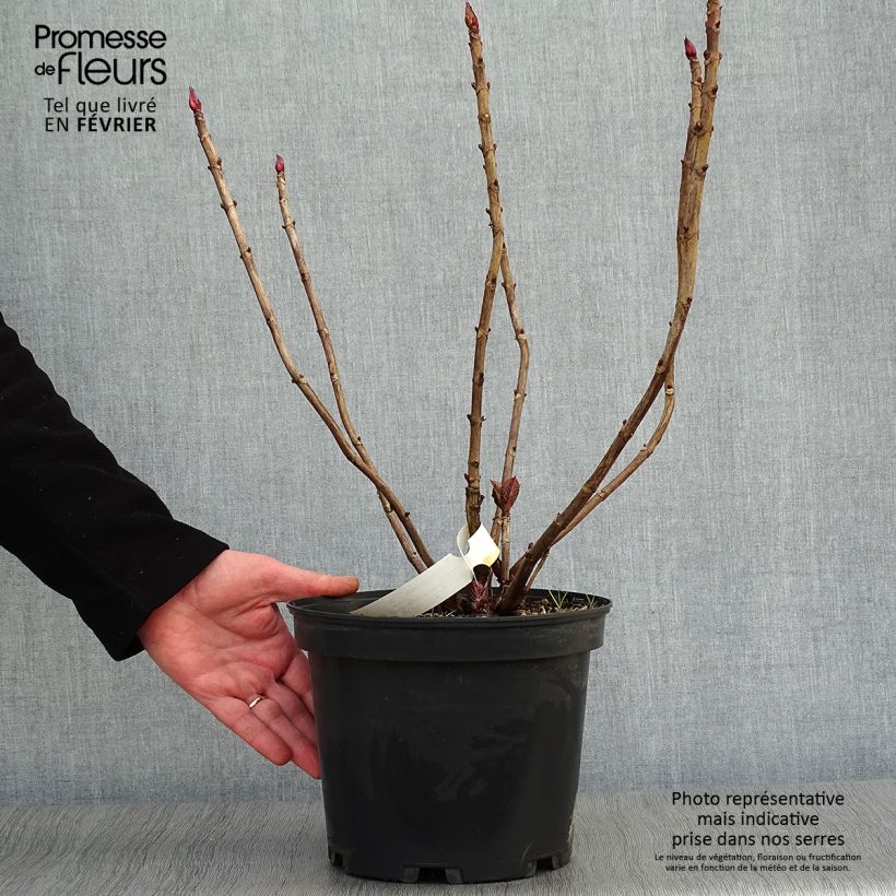 Hydrangea macrophylla Black Diamonds Dark Angel 4L/5L pot sample as delivered in winter