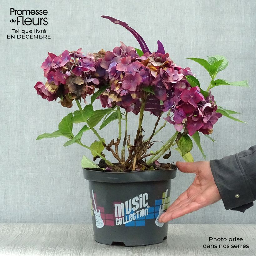 Hydrangea macrophylla Deep Purple Dance 4L/5L pot sample as delivered in winter