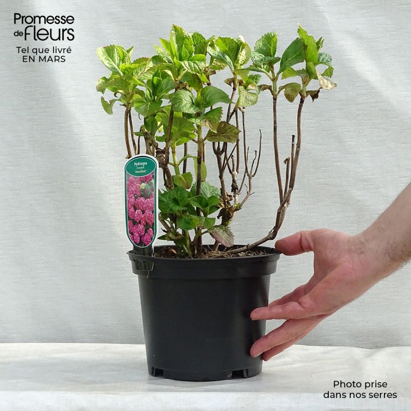 Hydrangea macrophylla Deutschland 2L/3L pot sample as delivered in spring