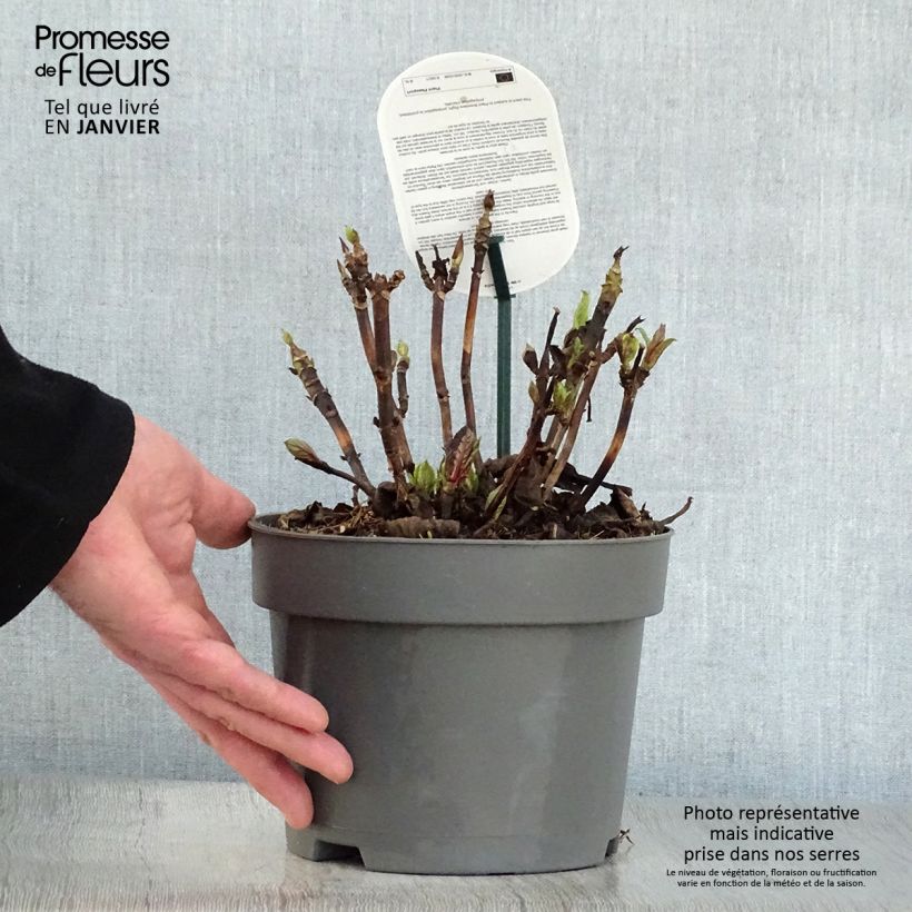 Hydrangea macrophylla Early Blue 2L/3L pot sample as delivered in winter