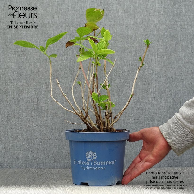 Hydrangea macrophylla Endless Summer The Bride 2L/3L pot sample as delivered in autumn