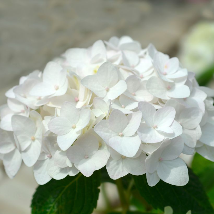Hydrangea macrophylla Endless Summer The Bride (Flowering)
