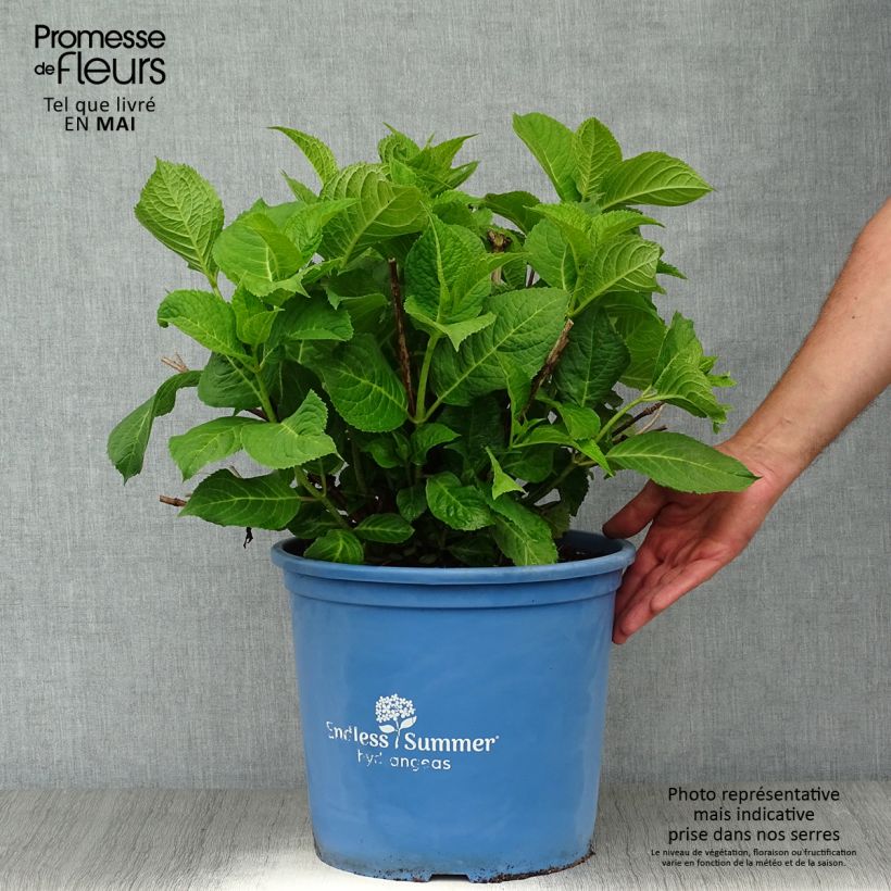 Hydrangea macrophylla Endless Summer The Original Pink 7.5L/10L pot sample as delivered in spring