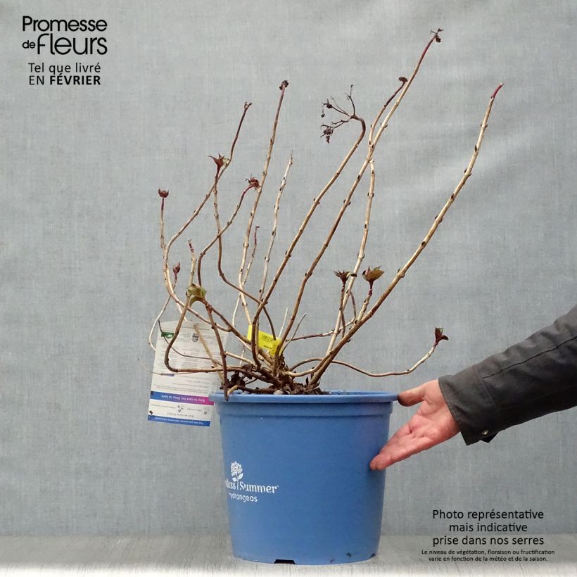 Hydrangea macrophylla Endless Summer Twist and Shout 7.5L/10L pot sample as delivered in winter