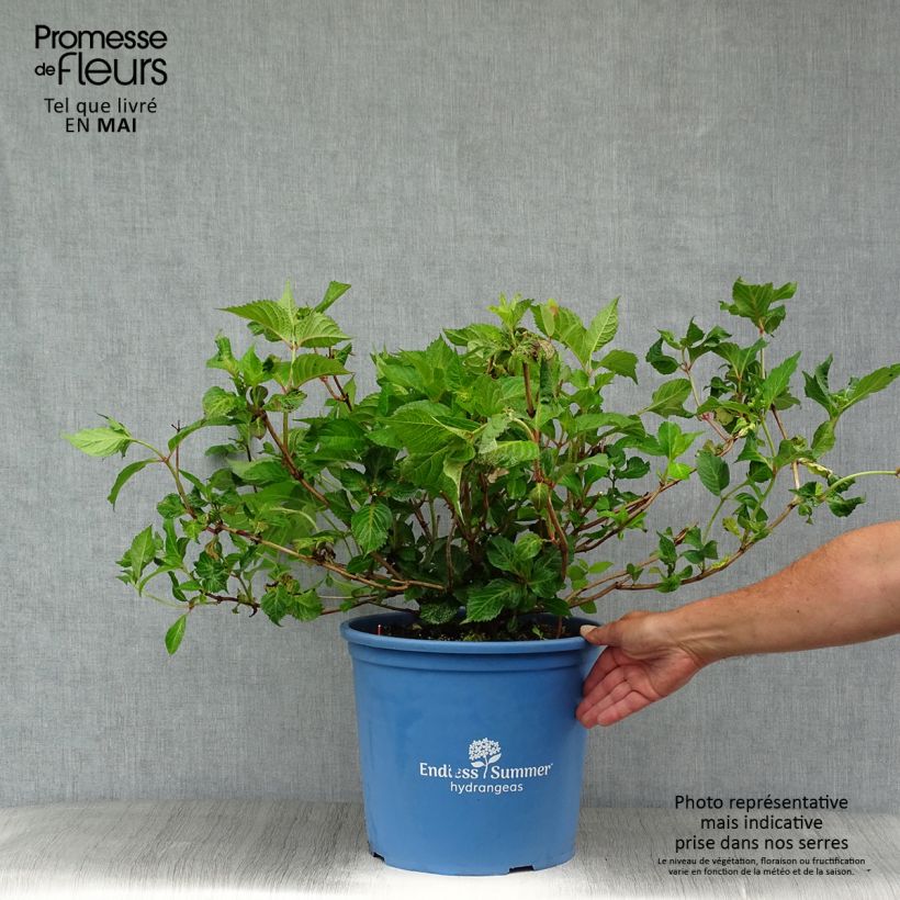 Hydrangea macrophylla Endless Summer Twist and Shout 7.5L/10L pot sample as delivered in spring