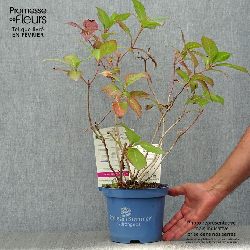 Hydrangea macrophylla Endless Summer Twist and Shout 2L/3L pot sample as delivered in autumn